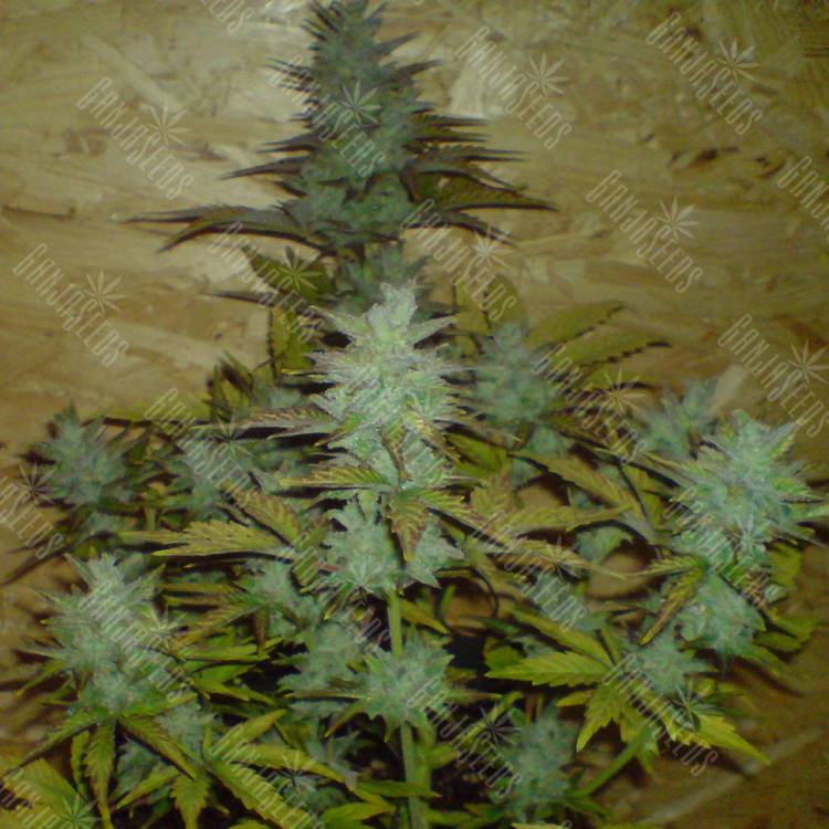 семена конопли марихуаны Auto White Dwarf feminised