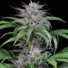 Auto White Widow x AK feminised Ganja Seeds