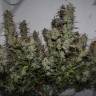 Auto White Widow x AK feminised Ganja Seeds