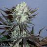 Auto White Widow x AK feminised Ganja Seeds