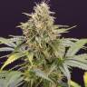 Auto White Widow x AK feminised Ganja Seeds