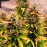 купить на сайте семена конопли Jet 47 feminised купить на сайте семена конопли Jet 47 feminised