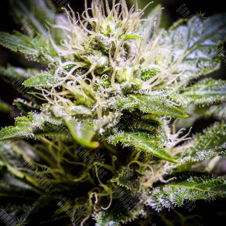 где заказать семена конопли Auto Atameken feminised Bang Seeds где заказать семена конопли Auto Atameken feminised Bang Seeds