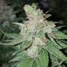 семена конопли Спб Medical Mass CBD feminised Royal Queen