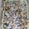 споры псилоцибиновый гриб Panaeolus Cyanescens Aussi X Bali Indonesia споры псилоцибиновый гриб Panaeolus Cyanescens Aussi X Bali Indonesia