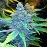 семена конопли с доставкой Auto Blueberry x Sweet Tooth feminised