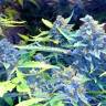 семена индийской конопли Auto Blueberry x Sweet Tooth feminised