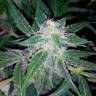 семена конопли интернет магазин Auto Blueberry x Sweet Tooth feminised