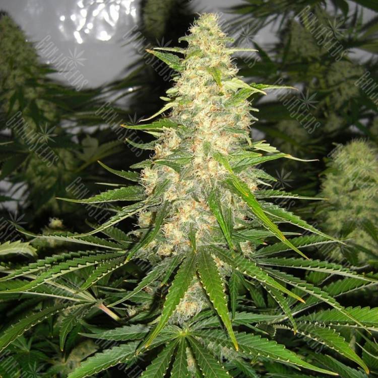 семена конопли наложенным платежом Auto Baikonur feminised Bang Seeds