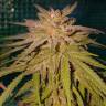 семена конопли в фирменной упаковке Lemon regular Ganja Seeds