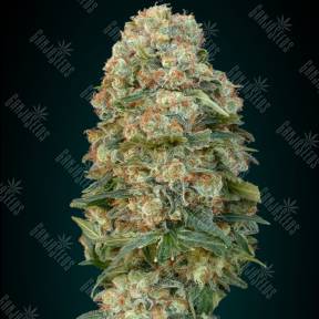 Afghan Skunk feminised Advanced Seeds