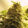 заказать качественные семена конопли Afghan Skunk feminised Advanced Seeds