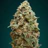 где можно заказать семена конопли Afghan Skunk feminised Advanced Seeds