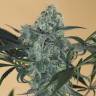 семена конопли гидропоники Green Crack CBD feminised Humboldt Seeds