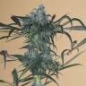 семена конопли с доставкой Green Crack CBD feminised Humboldt Seeds