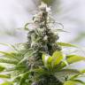 семена индийской конопли Green Crack CBD feminised Humboldt Seeds