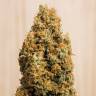 мощные семена конопли Green Crack CBD feminised Humboldt Seeds
