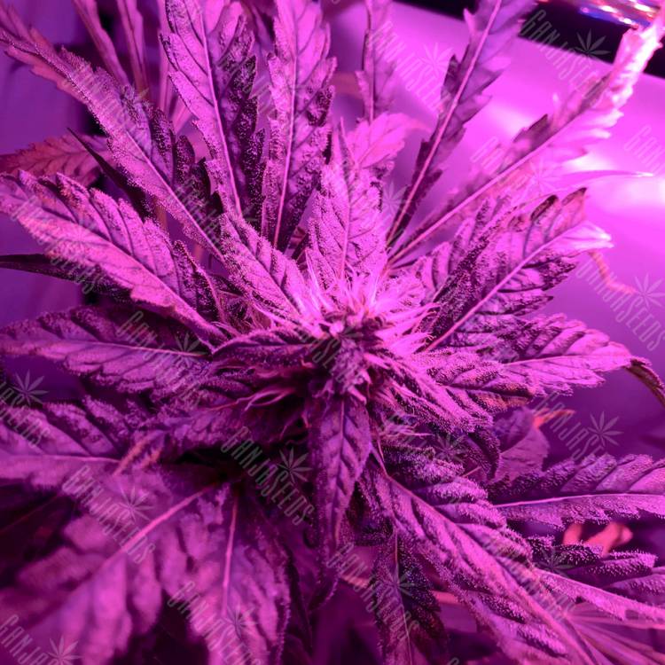 семена конопли для курения Sweet Skunk F1 Fast Version feminised Sweet Seeds семена конопли для курения Sweet Skunk F1 Fast Version feminised Sweet Seeds