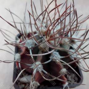 Astrophytum niveum x Astrophytum ornatum