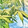 Flowershell Bomb feminised Ganja Seeds Дешевые семена конопли в интернете