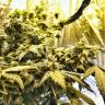 Flowershell Bomb feminised Ganja Seeds Качественные семена марихуаны в интернете 
