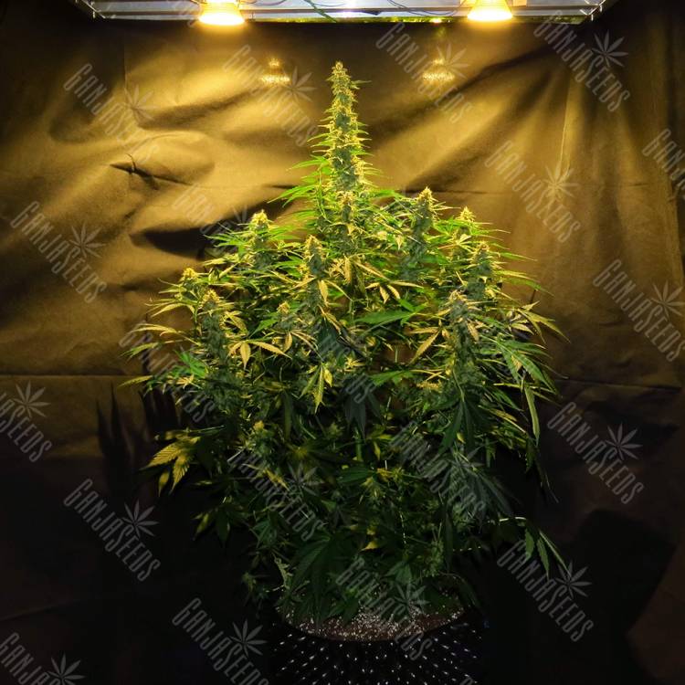 семена конопли в интернете Auto Northern Lights x White Widow feminised