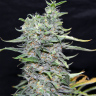 заказать на сайте семена конопли Blue Power feminised