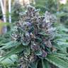 где можно заказать семена конопли Blue Power feminised