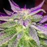 конопля семена сорта заказать Blue Power feminised