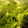 семена конопли сорта сатива Auto Pineapple regular семена конопли сорта сатива Auto Pineapple regular