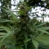 семена конопли аутдор Auto Pineapple regular семена конопли аутдор Auto Pineapple regular