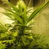 семена конопли в интернете Auto Pineapple regular семена конопли в интернете Auto Pineapple regular