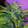 семена конопли с доставкой Auto Pineapple regular семена конопли с доставкой Auto Pineapple regular