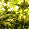 мощные семена конопли Auto Pineapple regular мощные семена конопли Auto Pineapple regular