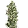 семена конопли дешево Big Tooth feminised Strain Hunters Seeds