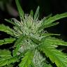 Critical + feminised Dinafem Seeds