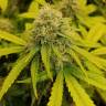 семена конопли f1 в оригинальной упаковке Black D.O.G. feminised Humboldt Seeds