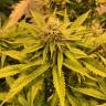 семена конопли в фирменной упаковке Black D.O.G. feminised Humboldt Seeds