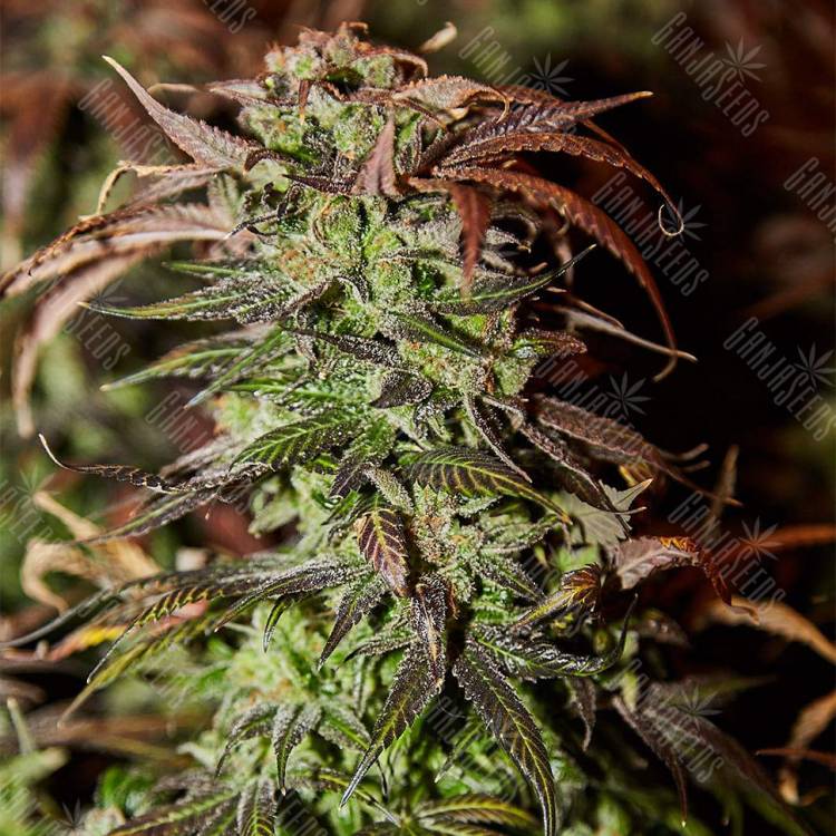 где можно заказать семена конопли Durga Mata II CBD feminised Paradise Seeds где можно заказать семена конопли Durga Mata II CBD feminised Paradise Seeds