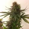 семена конопли для выращивания Painkiller XL CBD feminised Royal Queen семена конопли для выращивания Painkiller XL CBD feminised Royal Queen
