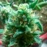 конопля семена сорта заказать Bubblelicious regular