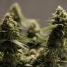 Critical Cheese feminised Dinafem Seeds