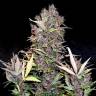 семена конопли наложенным платежом Auto Purple Ryder feminised Doctors Choice семена конопли наложенным платежом Auto Purple Ryder feminised Doctors Choice