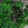 семена конопли индика Nebula II CBD feminised Paradise Seeds