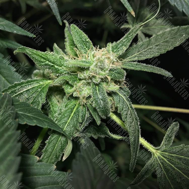 семена конопли гидропоники Royal Highness CBD feminised Royal Queen