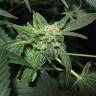 семена конопли гидропоники Royal Highness CBD feminised Royal Queen