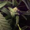 семена конопли дешево Royal Highness CBD feminised Royal Queen