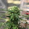 семена индийской конопли Royal Highness CBD feminised Royal Queen