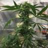 мощные семена конопли Royal Highness CBD feminised Royal Queen