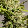 семена конопли дешево Sweet Tai feminised Sweet Seeds